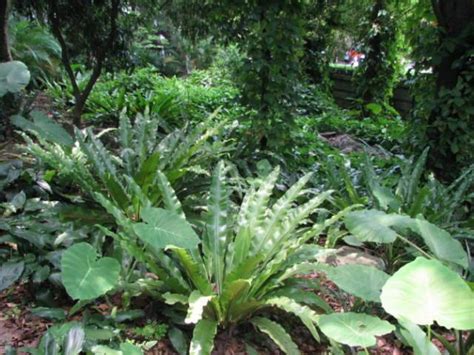 陰性植物|園藝｜40種耐陰植物，沒有光照也能活